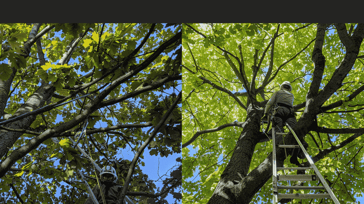 pruning large maple trees
